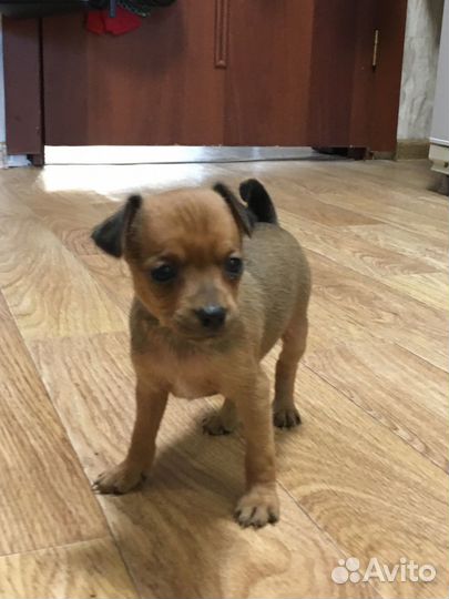 Той-терьер щенок девочка