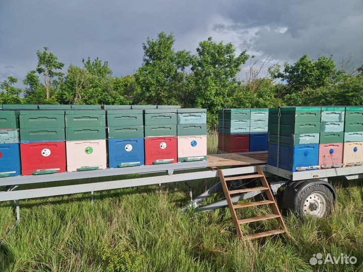 Пчелоприцеп легковой с ульями и пчелами