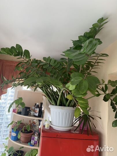 Замиокулькас