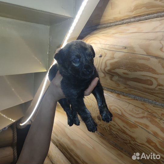 Щенок 1 месяц