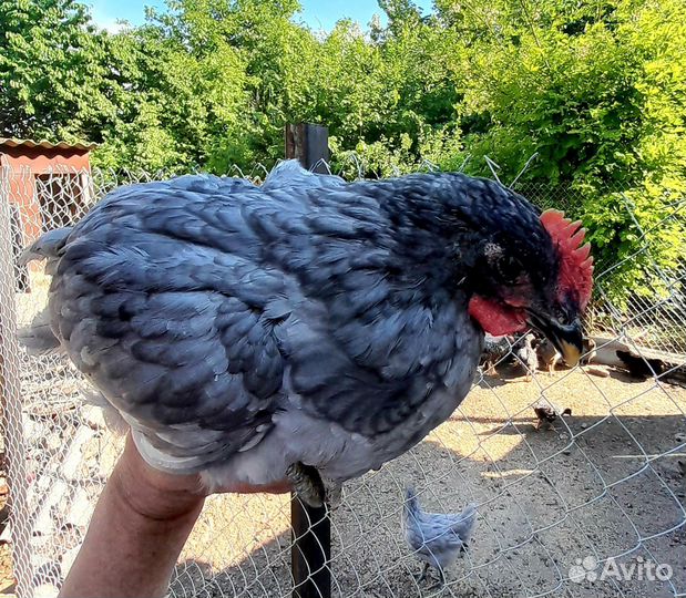 Молодые петушки