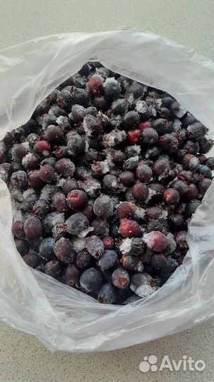 Ирга,полноценные кустики, плодоносят