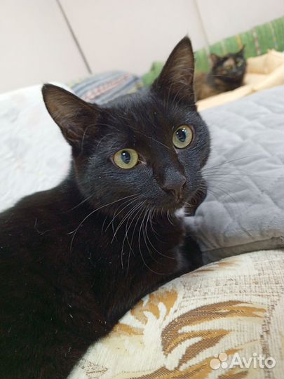 Котик Давид в добрые ручки