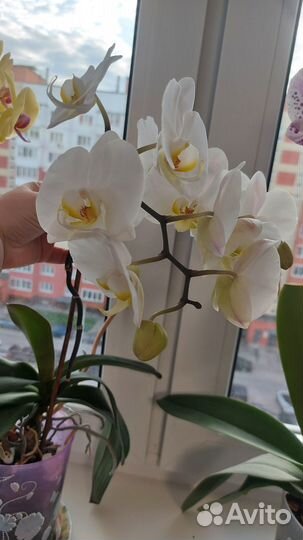 Орхидея домашняя