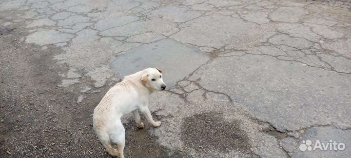 Метис алабая