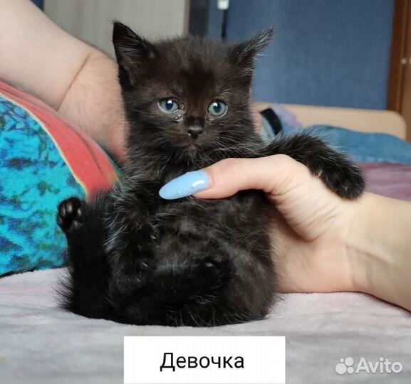 Пушистики в добрые руки