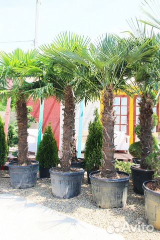 Трахикарпус (Хамеропс) Форчуна 120/140 Trachycarpu