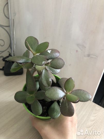 Денежное дерево толстянка