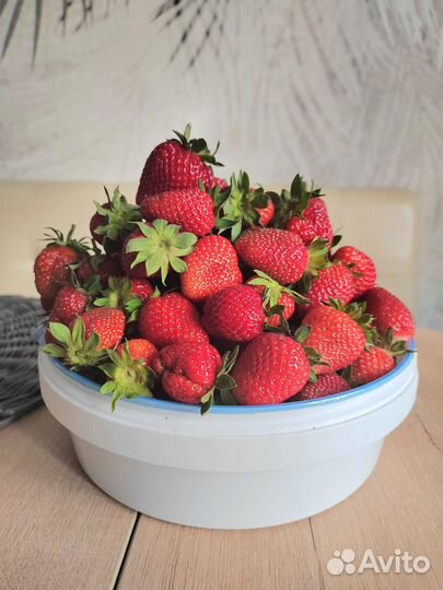 Продам усы ремонтантной клубники