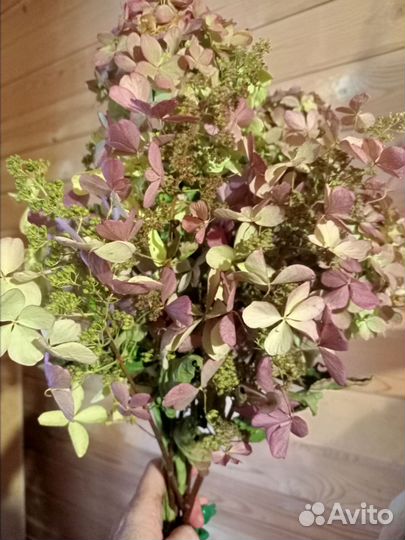 Гортензии сухоцвет