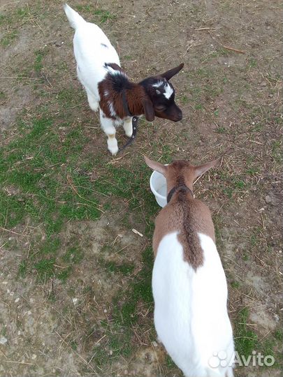 Продаются камерунские козочки