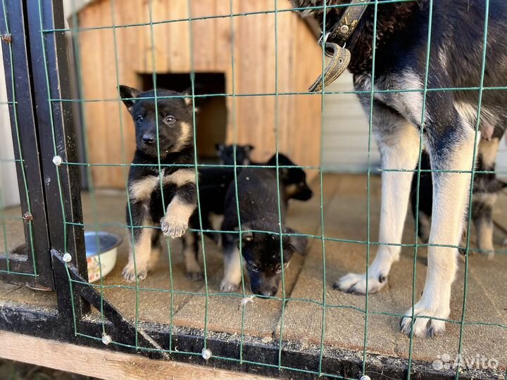 Щенки овчарки