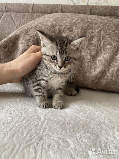 Котенок девочка в добрые руки