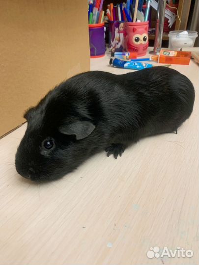 Морская свинка породистоя мальчик