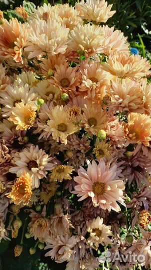 Хризантема