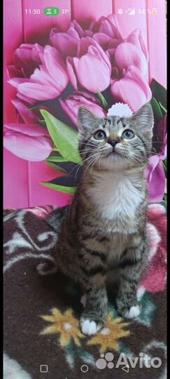 Идеальный котенок в дар