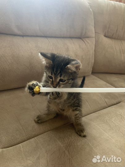 Кошка в дар бесплатно