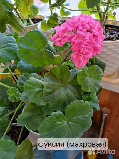 Пеларгония сортовая