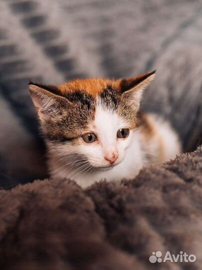 Трёхцветная малышка Сэнди ищет дом