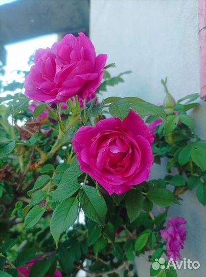 Роза морщинистая