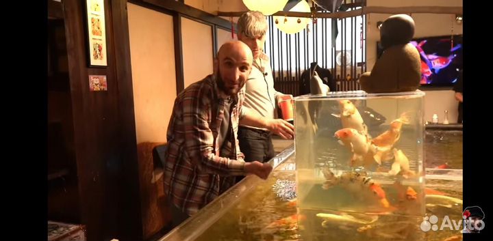 Продажа карпов кои