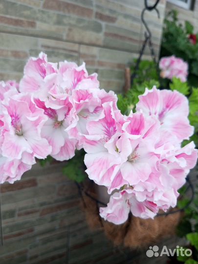 Королевская пеларгония