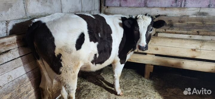 Телки стельные