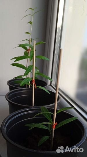 Гранатовое дерево