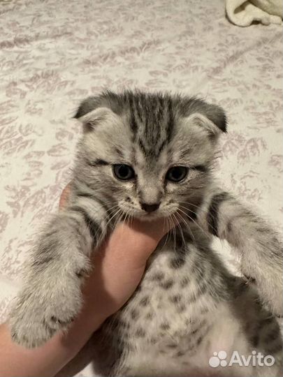 Котята Вислоухие