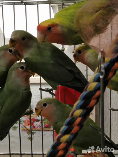 Милые неразлучники