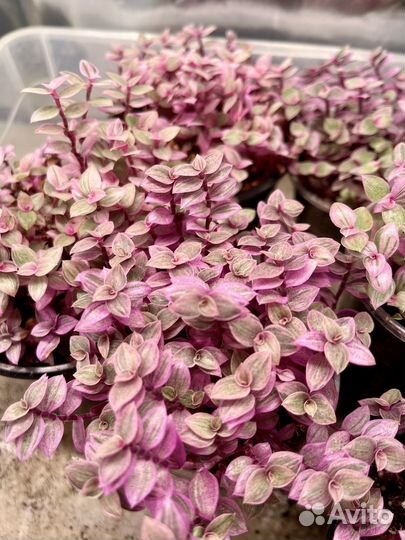 Каллизия розовая