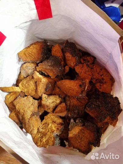 Чага берёзовая