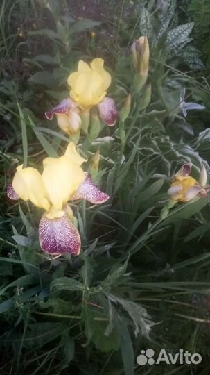 Многолетники