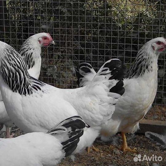 Куры молодки несушки утята гусята бройлер цесарки