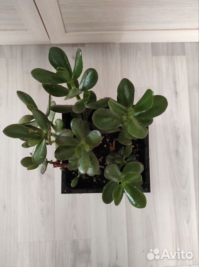 Толстянка, крассула, денежное дерево