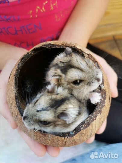 Клетка с хомяками
