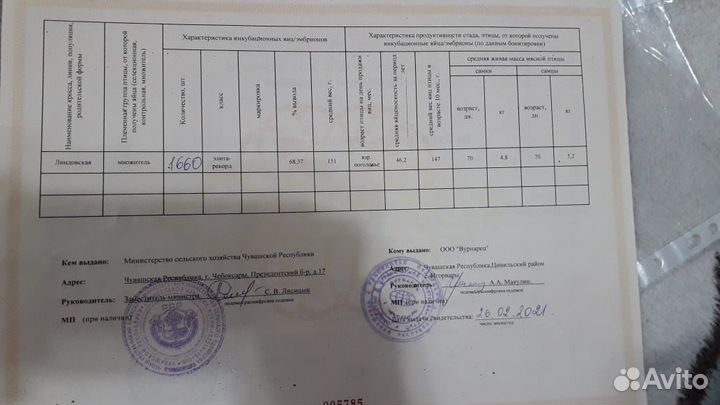 Гусята Гусята Гусята