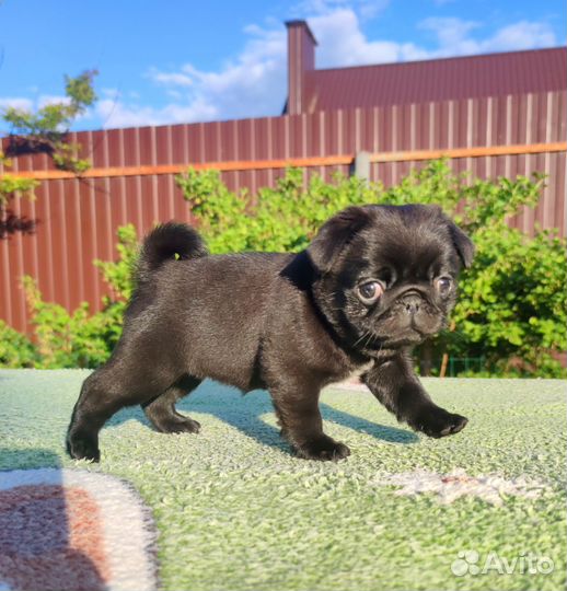 Черный мопс