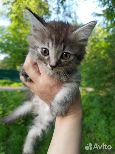 Домашние котята выброшены на улицу, нужен дом