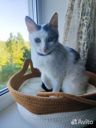 Турецкая ангора