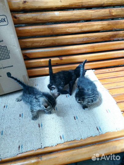 Кошка в дар бесплатно