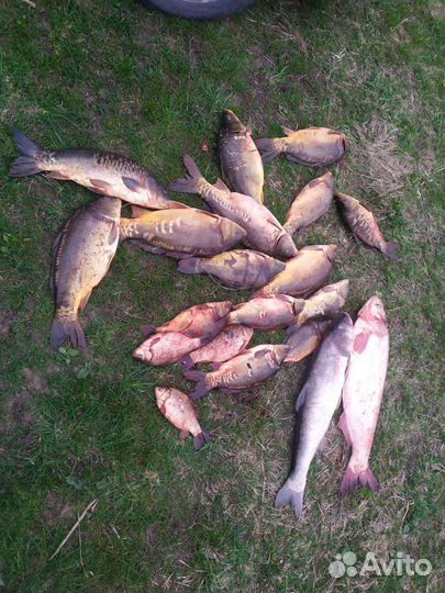 Свежая рыба