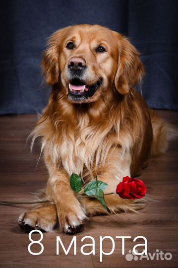 Золотистый ретривер для фотосессии