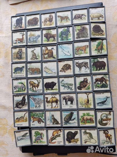 Настольная игра Времён СССР, Животный мир 