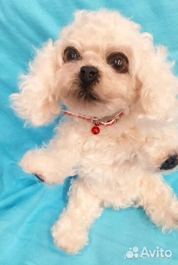 Реалистичная игрушка Бишон фризе