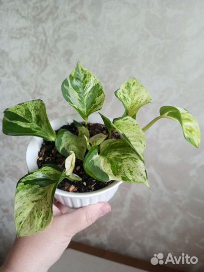 Эпипремнум хэппи лиф