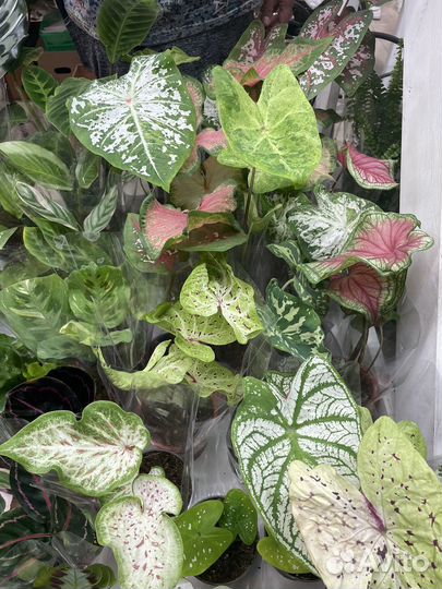 Растения на выставке цветов 18-19 мая