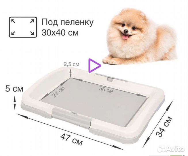 Домашние животные собаки маленькие
