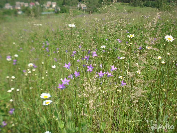 Иван-чай, душица, таволга