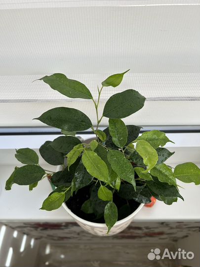 Фикус бенджамина Даниэль